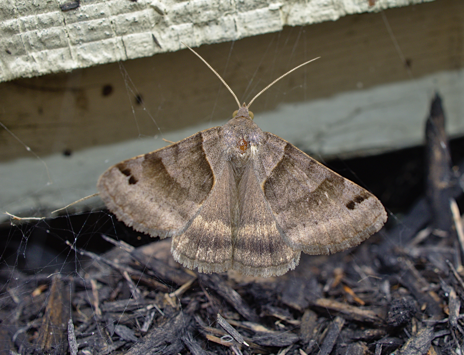Idiot flew into a spider web-- yes I saved him_20200814.jpg